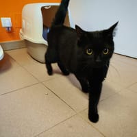 LILITH, chatte à adopter