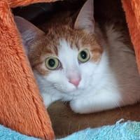 Ulysse, chat à adopter