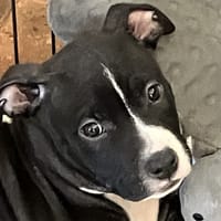 SAMMY PAA24011, chien à adopter