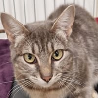 Pancake, chat à adopter