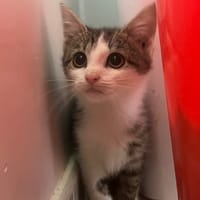 ASLAN, chat à adopter