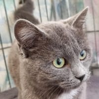 Dora, chatte à adopter