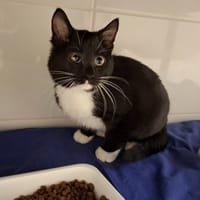 WINDY, chat à adopter