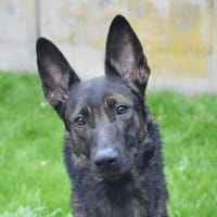 ONYSIA CHAO, chienne à adopter