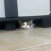 ALBUS, chat à adopter