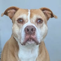 Caramel, chien à adopter