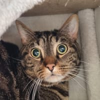Ugo, chat à adopter