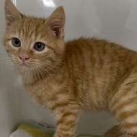 BILBON, chat à adopter