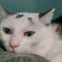 Sapinette (réservée), chatte à adopter