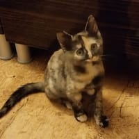 Angel, chatte à adopter