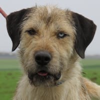 ROCKY, chien à adopter