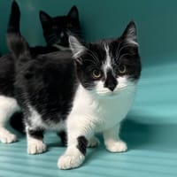 MANDARINE, chatte à adopter