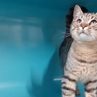 Lampion, chat à adopter