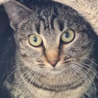 Panacotta, chatte à adopter