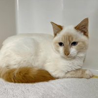 MARAKAS, chat à adopter