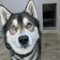 NEO, chien à adopter