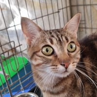 Mochi, chat à adopter