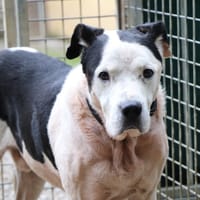 Bundy, chien à adopter