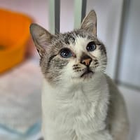 Manouche, chat à adopter