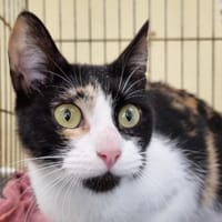Patacrepe, chatte à adopter