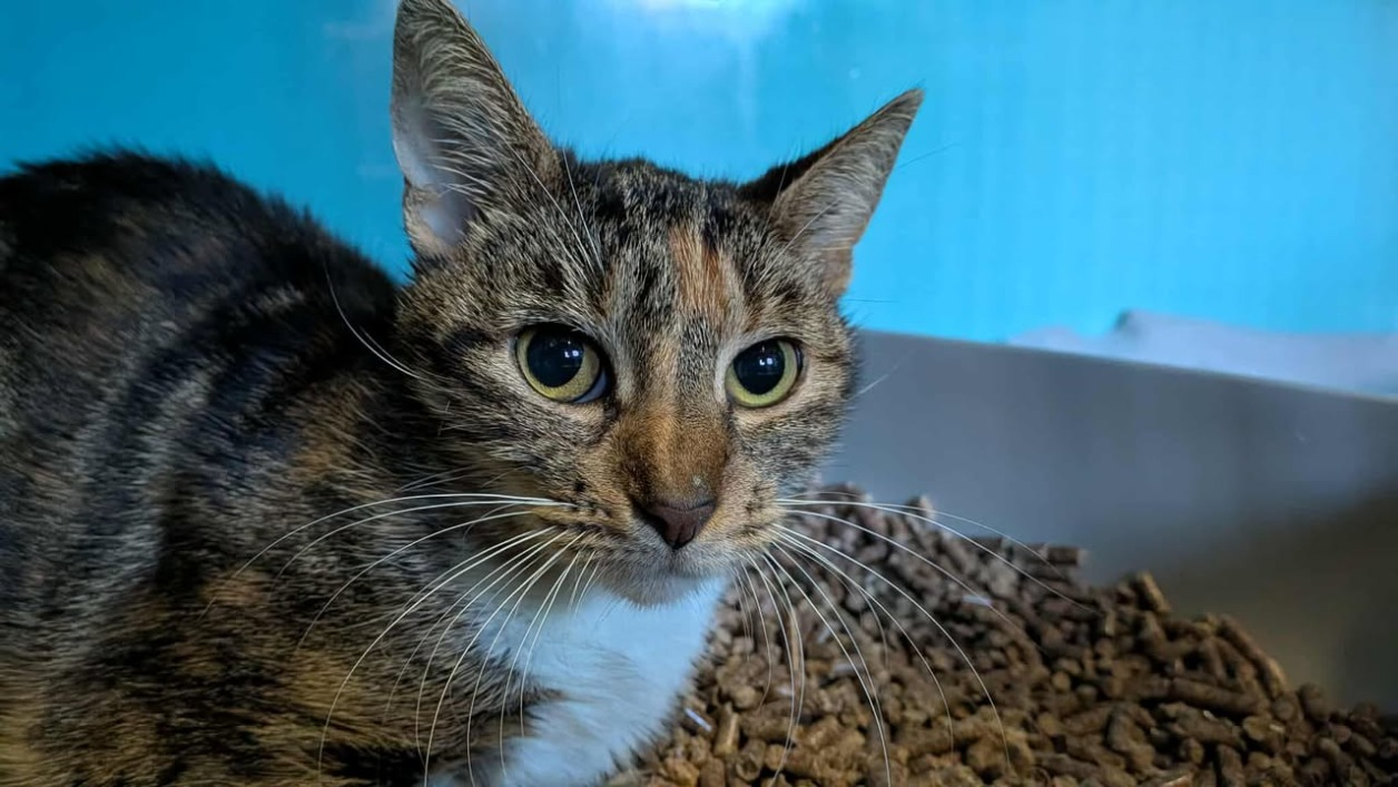 GISELE, chatte à adopter