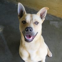 jumpy, chien à adopter