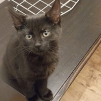 Aska, chatte à adopter