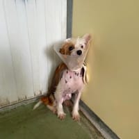 Pivoine, chienne à adopter