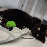 Kooki, chatte à adopter