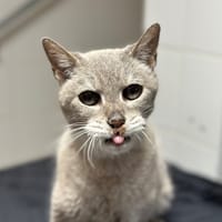 Christmas, chat à adopter