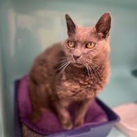 Tortilla, chatte à adopter