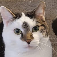 ROMEO, chat à adopter
