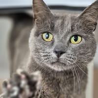 ALFREDS, chat à adopter