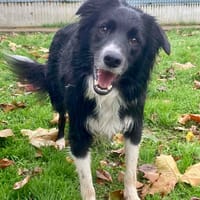 SAMY, chien à adopter