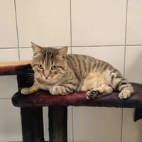 NADOOD QCT, chat à adopter