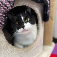 AURELIE, chatte à adopter