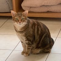Chatounette, chatte à adopter