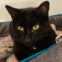 Misty, chatte à adopter