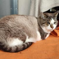JIM QCT, chat à adopter