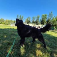 Togo, pies do adopcji