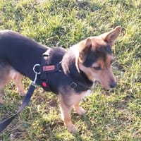 Lolcia, suczka do adopcji