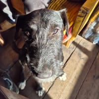 Teri, pies do adopcji