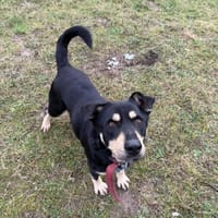 Diesel, pies do adopcji