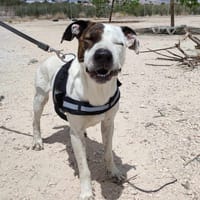 JACK, chien à adopter