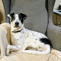 Vador l'adorable petit guerrier tripatte, chien à adopter