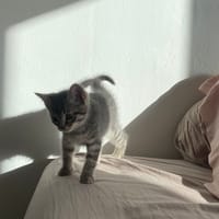 aryo, chat à adopter