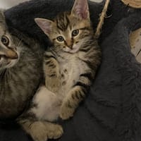 astrale, chatte à adopter