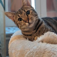Mexy, chatte à adopter