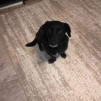 Mosia, suczka do adopcji