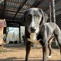 Angel, chien à adopter